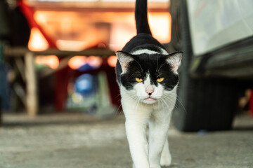Confident black and white cat in motion outdoors, ideal for pet photography and lifestyle designs