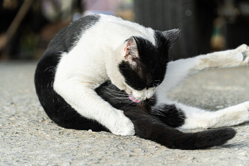 Black and White Cat Posing on a Road Surface