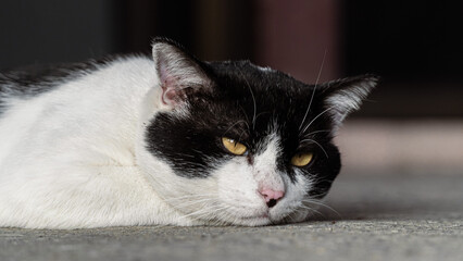 Close-up of a black and white cat with intense yellow eyes, perfect for animal portraits and design themes