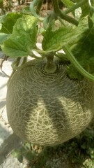 melon fruit on a stalk viewed from above 