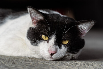 Close-up of a black and white cat with intense yellow eyes, perfect for animal portraits and design themes