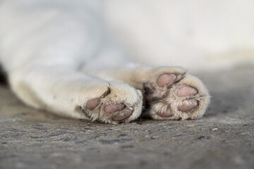 Close Up of a Cat’s Paw Relaxing on the Ground