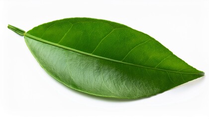 Fototapeta premium Fresh green citrus leaves on white background