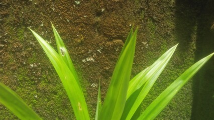 water drops on grass