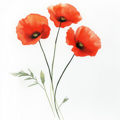 Minimalist watercolor image of three red poppies