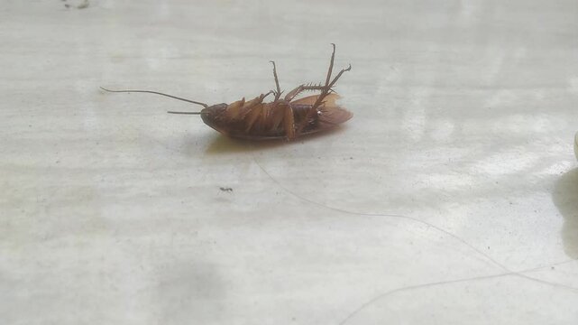cockroach on a white background