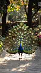 Obraz premium Colorful peacock displays feathers in garden setting during daytime