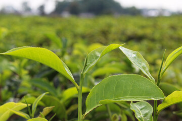 Close up view of tea leaf shoots