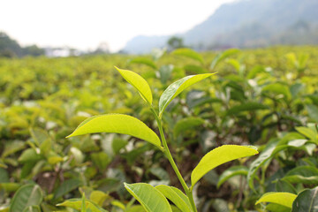Close up view of tea leaf shoots