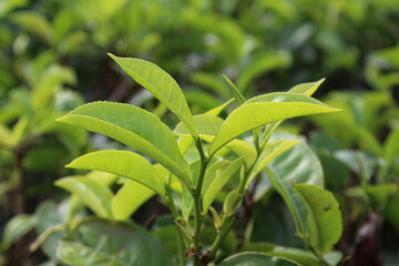 Close up view of tea leaf shoots