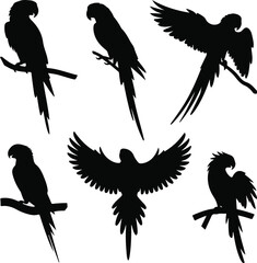 a black bird vector art illustration design