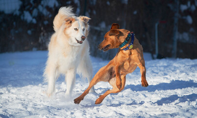 Young happy dogs playing in the early morning snow.