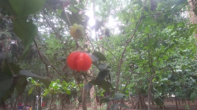 Dewandaru (Eugenia uniflora)