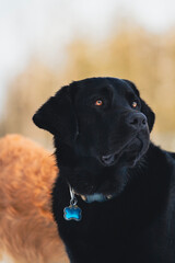 Black lab with beautiful orange eyes against a white/tan backdrop.