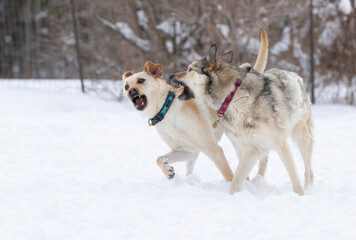 Husky surprises another dog while playing in the snow.