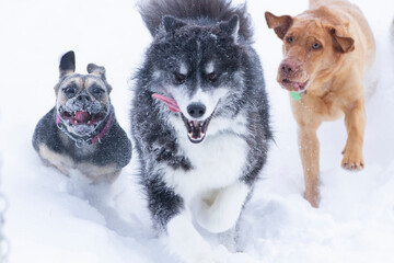 Pack of dogThree dogs making funny faces as they run towards the camera in the fresh snow.