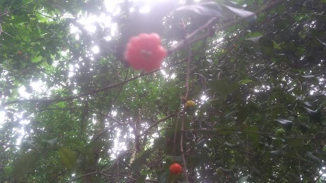 Dewandaru (Eugenia uniflora)