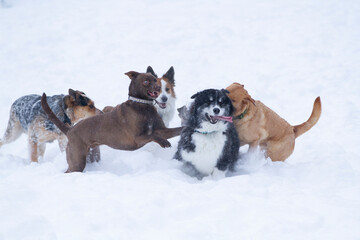 Pack of dogs playing in the winter snow.