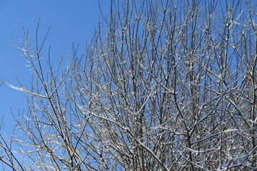 These tree branches in nature are covered with snow in sunny early winter day.