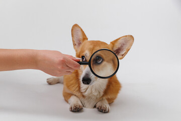 Corgi dog being examined with a magnifying glass focused on its face and nose