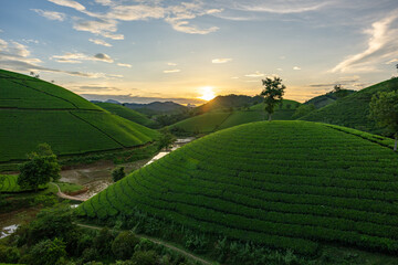 Fototapeta premium Aerial view of beatiful sunset at Long Coc tea hill, Phu Tho province, Vietnam