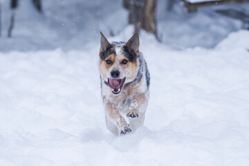 Blue heeler dog runs through deep, fresh snow.