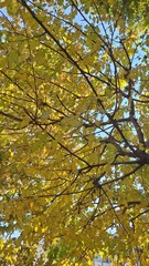 autumn tree and Golden leaves in the sun