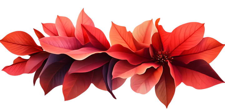 red poinsettia isolated on white, PNG transparent