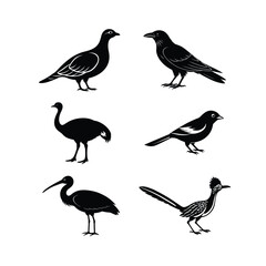 6 difference birds vector art illustration