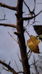 View of the last yellow leaf of an autumn tree before falling.