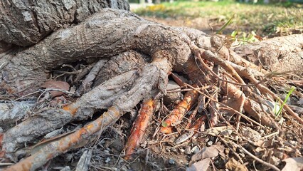 Fototapeta premium The intertwined roots of a tree protruding from the soil