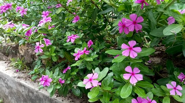  Catharanthus roseus or virgin foot, an annual shrub native to Madagascar.