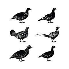 Obraz premium 6 difference birds vector such as Ruffed Grouse,Chukar Partridge,Pheasant etc