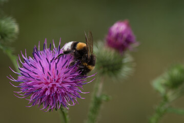 BUMBLEBEE - An insect on a wild plant in its natural environment
