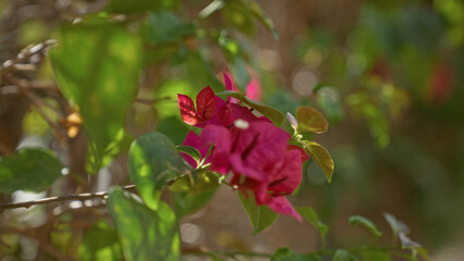Bougainvillea with vibrant pink blooms in murcia spain surrounded by lush green leaves in outdoor setting showcasing nature's colorful beauty.
