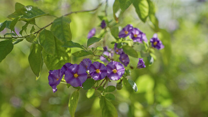Purple flowers of solanum rantonnetii in sunlight create a vibrant scene in murcia's outdoor natural setting, highlighting their vivid color amidst lush green leaves.