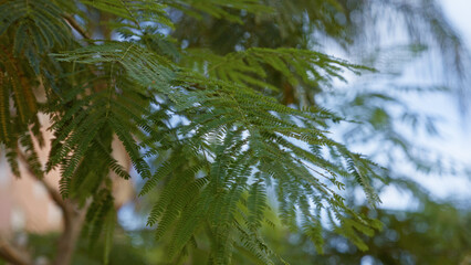 Delicate fern-like leaves of an outdoor thorny acacia tree in murcia, spain showcase their vibrant green foliage against a soft blurred background under natural sunlight.