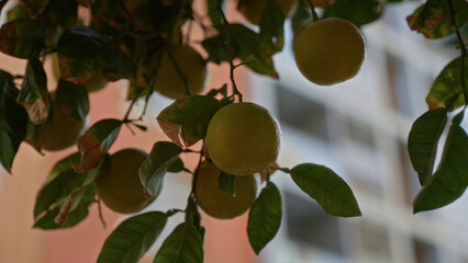 Citrus tree with green fruit and leaves growing outside an apartment building in murcia, spain, illustrating urban gardening and architectural contrast.