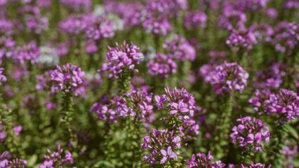 Field of teucrium capitatum in mallorca, balearic islands, showcasing vibrant purple flowers in full bloom on a sunny day surrounded by natural greenery