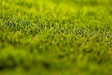 Green lawn with grass in morning park