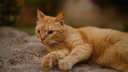 Naklejka premium Ginger cat lying outdoors on the ground in a natural setting, relaxing and looking alert on a sunny day.