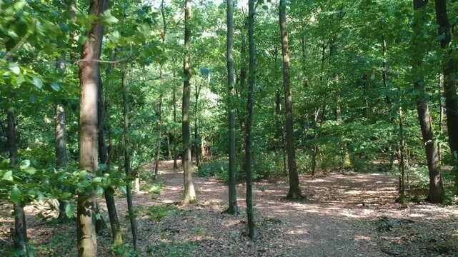 Forest drone
