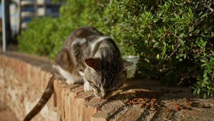 Obraz premium Cat eating on a stone wall in an urban park with green shrubs and buildings in the background, showcasing outdoor feline life.