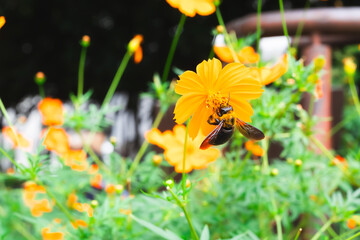 【クマバチ】都会のキバナコスモスの花粉を集めるかわいいクマバチ【キバナコスモス】