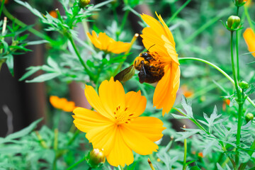 【クマバチ】都会のキバナコスモスの花粉を集めるかわいいクマバチ【キバナコスモス】