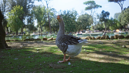 Goose standing by a tranquil pond with lush green trees and a serene park atmosphere under blue sky, capturing nature's beauty in a peaceful outdoor setting.