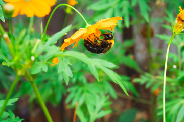 【クマバチ】都会のキバナコスモスの花粉を集めるかわいいクマバチ【キバナコスモス】