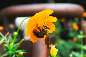 【クマバチ】都会のキバナコスモスの花粉を集めるかわいいクマバチ【キバナコスモス】