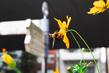 【クマバチ】都会のキバナコスモスの花粉を集めるかわいいクマバチ【キバナコスモス】