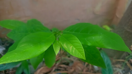 leaves in the garden